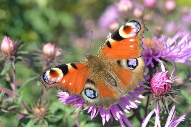 jardin-mosaique-fleurs-papillons-et-petites-betes-700x465